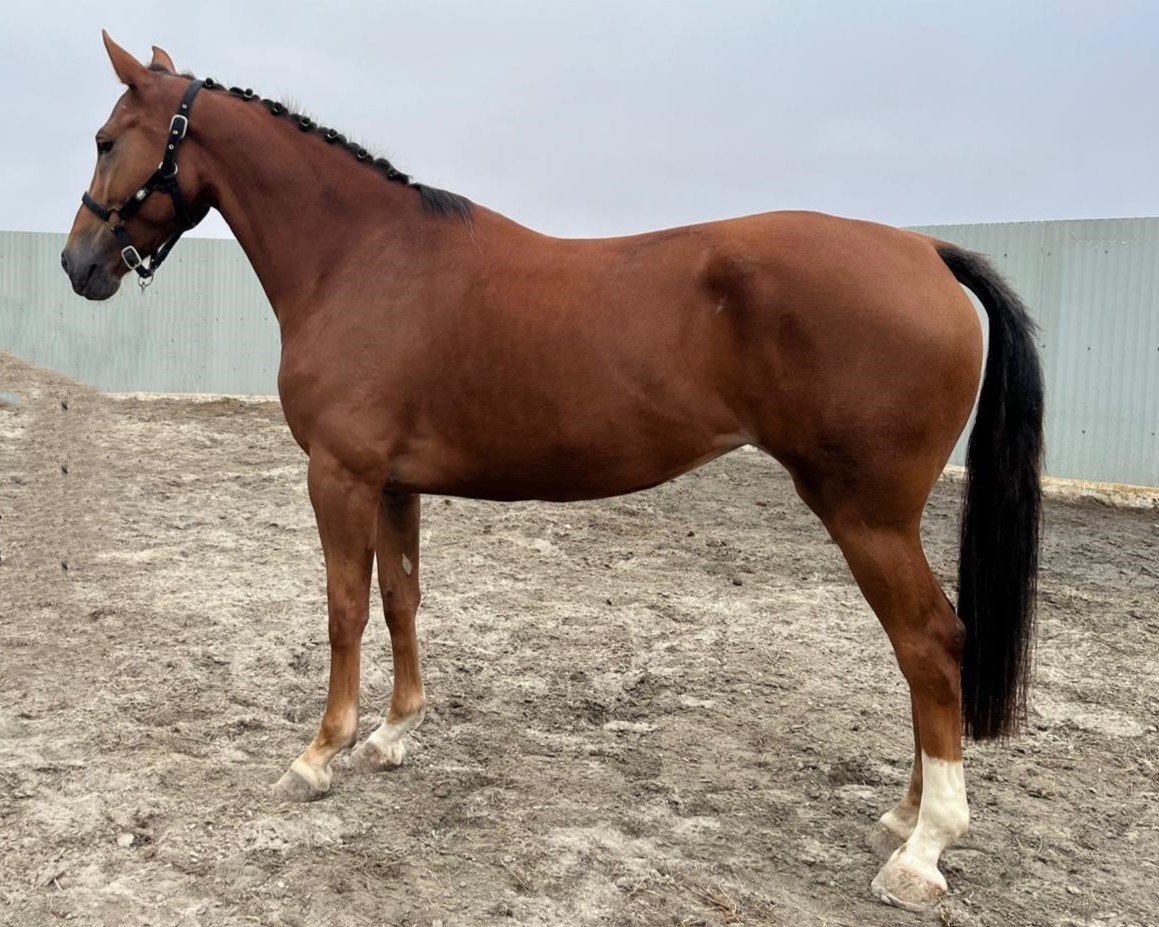 horse